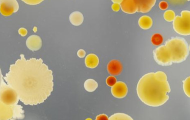 bacteria and viruses