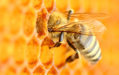 Honey
